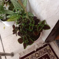 گل حسن یوسف