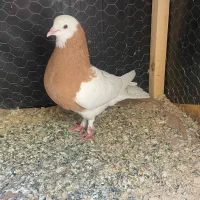 سلام طوقی گرفتنی پرشی میزون