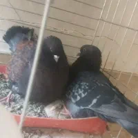 جفت کبوتر کینگ