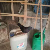 زاغ کفتر