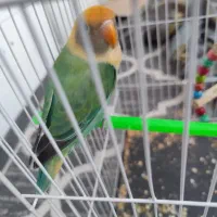 گمشده در دلاوران ۲۰ زیتون/طوطی کوتوله برزیلی پرنده