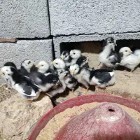 تخم مرغ نطفه دار گلین ۴۰تاج