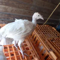 جوجه بوقلمون گوشتی بیوتی ۶