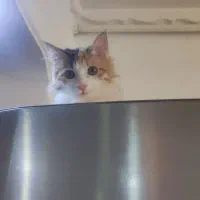 گربه