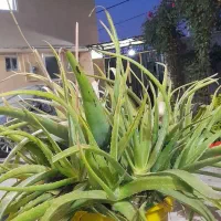 گل یوگا و گل آلوئه ورا