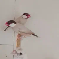 فنچ نرگسی شکلاتی معاوضه با سهره. گلدین