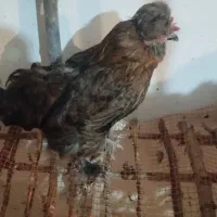 مرغ بومی
