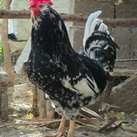 خروس|حیوانات مزرعه|بندر دیر, |دیوار