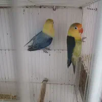 جفت کوتوله پاربلو اوپلاین