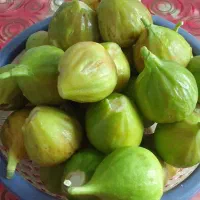 انجیر سفید