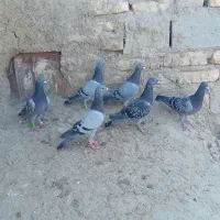 کبوتر نر