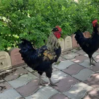 خروس