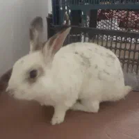 خرگوش بزرگ سفید