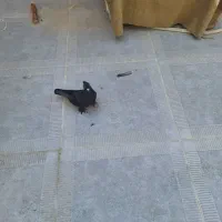 کفتر