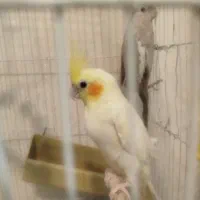 عروس هلندی مولد