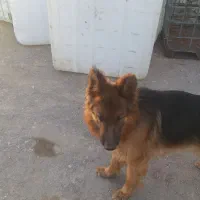 سگ ژرمن شپرد نروماده