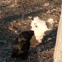 دو عدد مرغ برهما