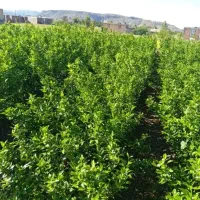 پرتقال|گل و گیاه طبیعی|عنبرآباد, |دیوار