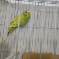 مرغ عشق قناری مینا