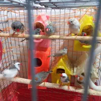 ۱۱ عدد فنچ مولد آماده