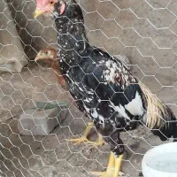 جوجه خروس