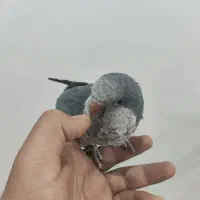 راهب نر مولد