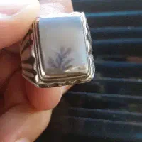 شجر .باباقوری