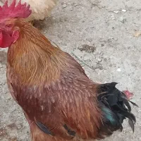 خروس اصیل محلی