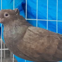 چشم نوک برفی