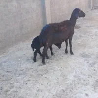 میش زائیده