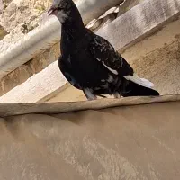 جوجه کفتر تیرماهی و جفت خورده حسابی