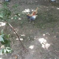 مرغ و خروس