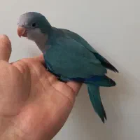 طوطی راهب آبی گمشده
