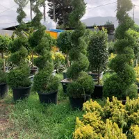 طراحی اجرای فضای سبز و فروش گل و درخت زیباباکیفیت