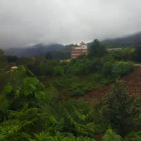برش درخت، قطع درخت