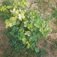 قابلمه