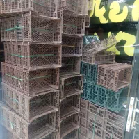 سبد شلیل وگیلاس نو زیر قیمت کارخانه در مشگین