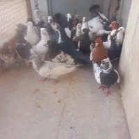 ۳۰ تا خودمونی هم بو