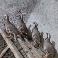 بلدرچین کوهی