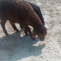 بره ماده سه ماهه افشاری و دو عدد یک ماهه