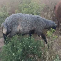 بره نر زنده