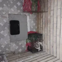 کفتر|پرنده|ایلخچی, |دیوار