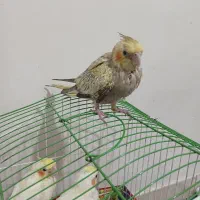 جوجه عروس هلندی