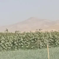 عمده تخم آفتابگردان مستقیم از کشاورز