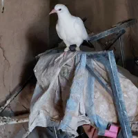 کفتر|پرنده|رشتخوار, |دیوار