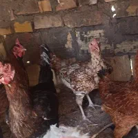 فروش مرغ محلی