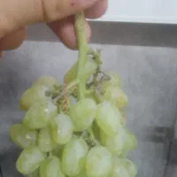 انگور عسگری