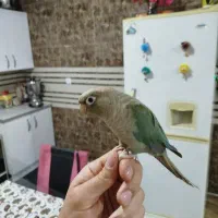 طوطی گرینچیک نر