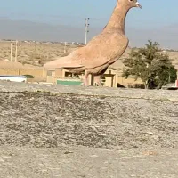 زرد کرمانی کاکلی و چهار جوانه حراج