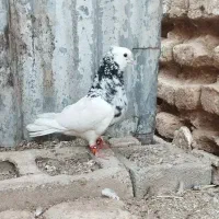 کبوتر طوق سروهفت رنگ ر،شازده ایی نر مس